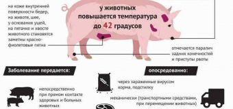 Африканская чума свиней