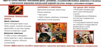 Осторожно! Бешенство!